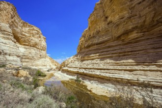 The magnificent gorge Ein Avdat is the most beautiful in the Negev desert. Israel. The ravine is