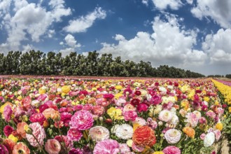 Spring Flowers. Picturesque field of buttercups growing strips. Israeli kibbutz