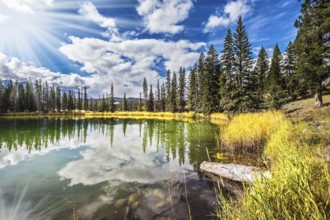 Great morning sun is reflected in the smooth water of the lake. On the shores of the lake grow