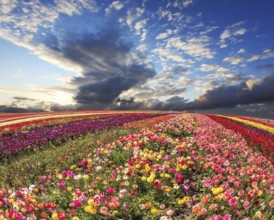 Spring storm over a field with buttercups. Flowers grow bright multi-colored strips and are ready