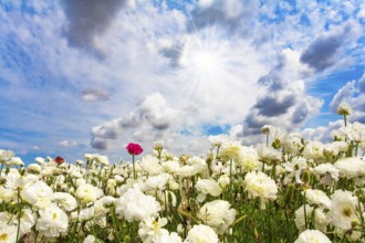 Israel. Picturesque fields of large terry white buttercups Ranunculus. The kibbutzim of the south