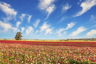 Picturesque huge fields of flowers. Multi-colored garden buttercups bloom in fields in southern