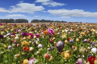 Magnificent kibbutz field of blossoming buttercups. Huge field of colorful buttercups. Spring in