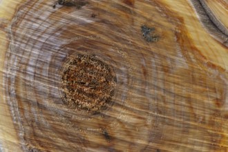 Smooth cross section brown tree stump slice with age rings cut fresh from the forest with wood