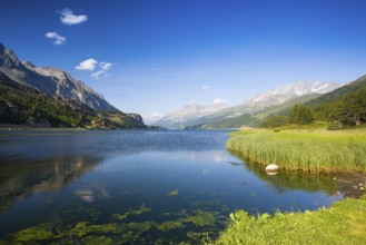 Lake Sils. It is a lake in the Upper Engadine valley, Grisons, Switzerland, Europe