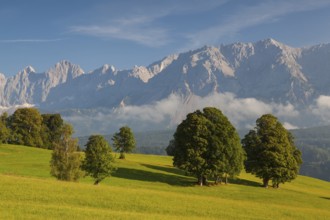 On pasture in the mountains
