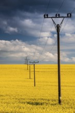 Flowers of oil in rapeseed field with high voltage power lines