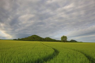 Scenery in Central Bohemian Highlands, Czech Republic. Central Bohemian Uplands is a mountain range