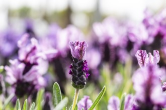Lavandula stoechas, family of Lamiaceae, Majorca, Spain, Europe