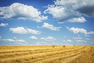 Harvested field of wheat with cloudy sky