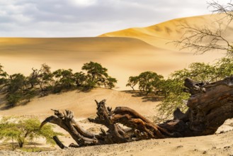 Natural landscape of Peruvian desert on the way to Nazca in Peru