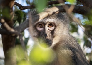 Vervet Monkey (Chlorocebus pygerythrus) hiding in a tree, close-up shot, Kruger National Park,
