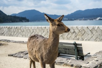 Encounter with an islander deer