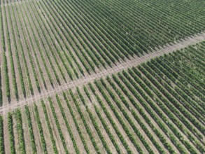 Green rows of grape bushes. Vineyard plantations. Agro-industrial zone