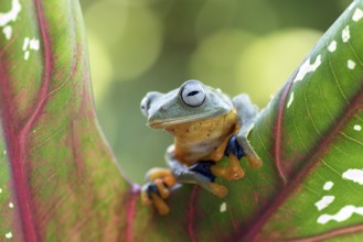 Green tree flying frog (Rhacophorus reinwarditii) sitting on a leaf