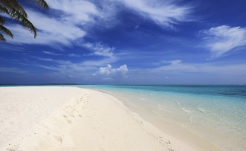 Idyllic Beach with Palm Trees at the Maldives, Indian Ocean