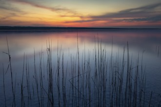 Calm evening mood at the lake with reeds in the foreground and colourful sunset, Lake Ammer,