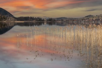 Scenic reflection of the vegetation at lake Schliersee in Bavaria, Germany, Europe