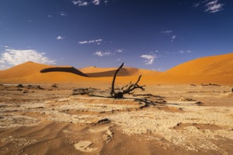 Sossousvlei Park, Deadvlei, Namibia, Africa