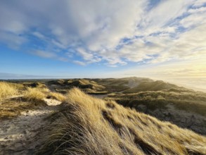 Dune landscape on the Danish west coast