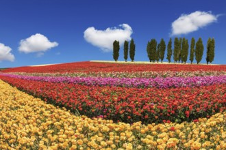 Huge fields of garden buttercups /ranunculus/ ripened for harvesting. Cypress alley decorated with