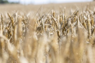 Wheat ears glowing in the sunlight in a field, Coxhill, Shepherdswell, Dover, Kent, Great Britain