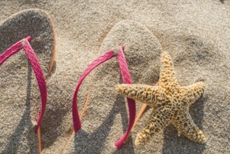 Pink sandals on the beach in the sand. Star fish