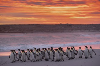 King penguins (Aptenodytes patagonicus), in the morning light on the beach, Volunteer Point,