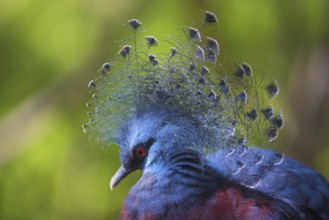 Goura Victoria exotic crowned bird
