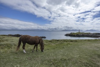 Brown horse grazing on a green meadow by the sea with Twr Mawr Lighthouse in the background, Ynys