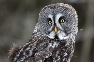 A captive great grey owl (Strix nebulosa) sits on a perch at a bird of prey sanctuary during winter