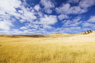 Summer time landscape in the Central Plateau Conservation Area near Ouse in Tasmania, Australia,