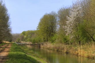 Landscape with ditch and little bridge in Dutch forest