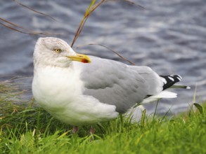 Seagull (Larinae) sitting by the water, Brouwersdam, province of South Holland, Netherlands