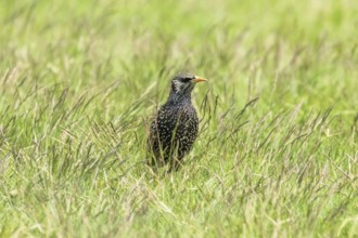 Common Starling in Green Grass (Sturnus vulgaris) European Starling