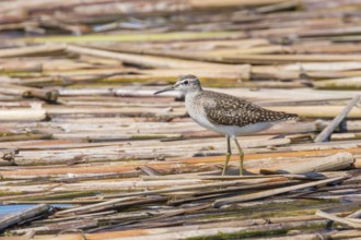 Sandpiper, Wood Sandpiper (Tringa glareola) Wader Bird Sandpiper