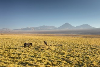 Atacama desert, Chile, Andes, South America. Beautiful view and landscape, South America