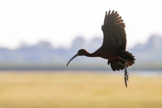 Glossy Ibis in Flight (Plegadis falcinellus)
