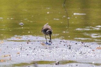 Sandpiper, Wood sandpiper in Shallow Water (Tringa glareola) Wader Bird Sandpiper