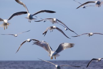 Fishing seagulls in the ocean near to Olhao, Algarve, Portugal, Europe