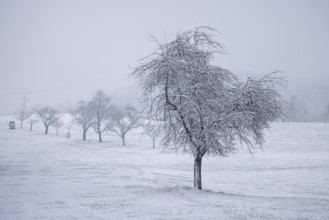A lonely tree in a snowy landscape with fog in the background, Freudental, Allensbach, Lake