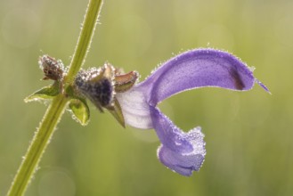 Sage flower in a clearing in the middle of a forest