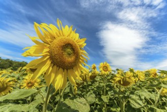 Sunflower flowers in a cultivated field in the french campaing