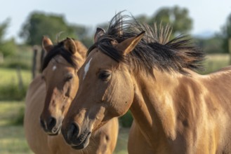 Horses in a pasture in the French countryside in spring