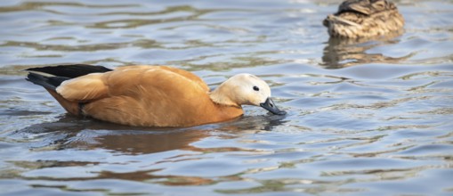 Ruddy Shelduck