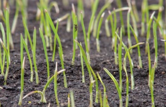 Young sprouts of wheat, growing grain crops in the field