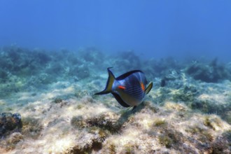 The Sohal Surgeonfish, sohal tang (Acanthurus sohal) Marine life