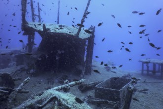 Wildlife at the ship wreck, Underwater world wildlife
