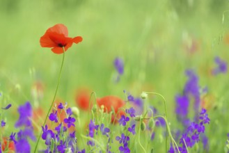Close up in poppy field and sun. Spring summer nature background concept. Shallow deep of field.