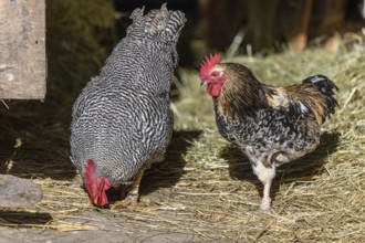 Raising free-range chickens in the open air on a farm. Bas-Rhin, Alsace, Grand Est, France, Europe